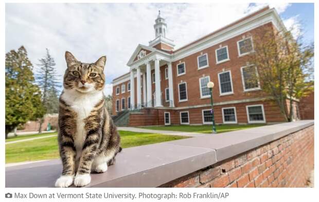 В США коту присвоили почетную степень доктора «литературы»