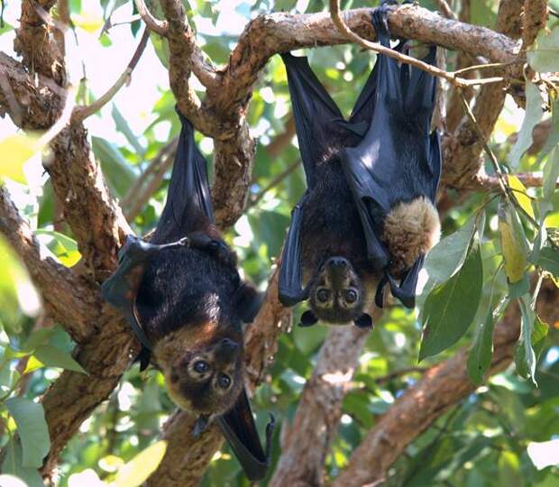 Spectacled_flying_foxes_(Pteropus_conspicillatus)_-_male,_female_&_her_young