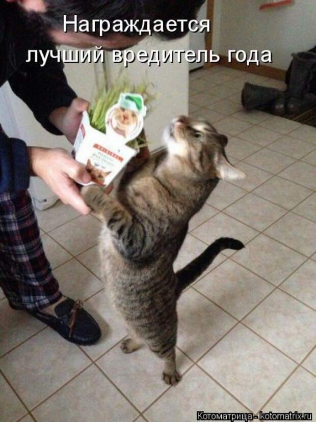 Свежая котоматрица для всех (16 фото)