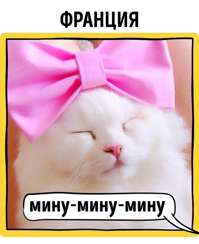 Как в разных странах подзывают кошек животные, коты, прикол
