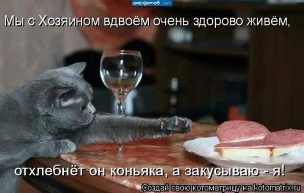 Котоматрицы(картинки с надписями)