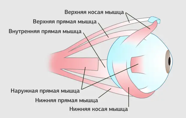 Изображение взято из открытых источников