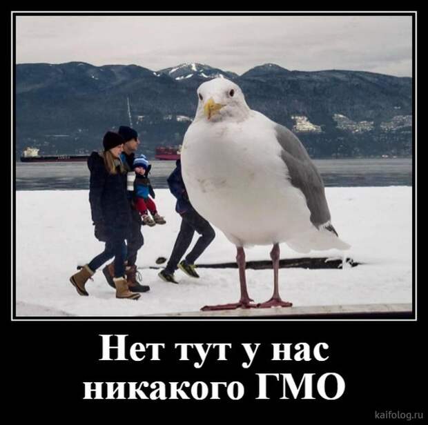 Просто демотиваторы (40 штук) Просто демотиваторы (40 штук)