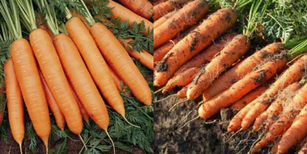 мыть или не мыть морковь