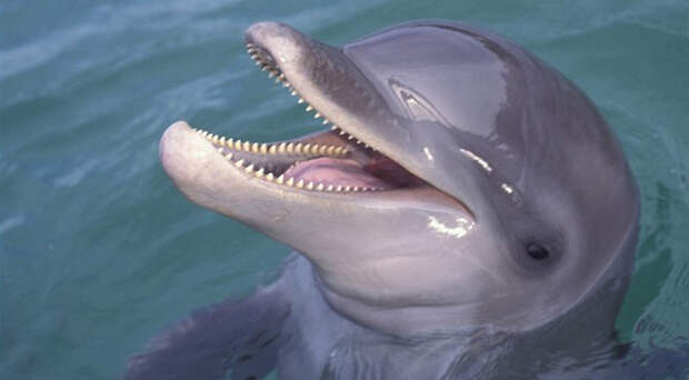 ДЕЛЬФИНЫ ОСОБОГО НАЗНАЧЕНИЯ дельфины, фото
