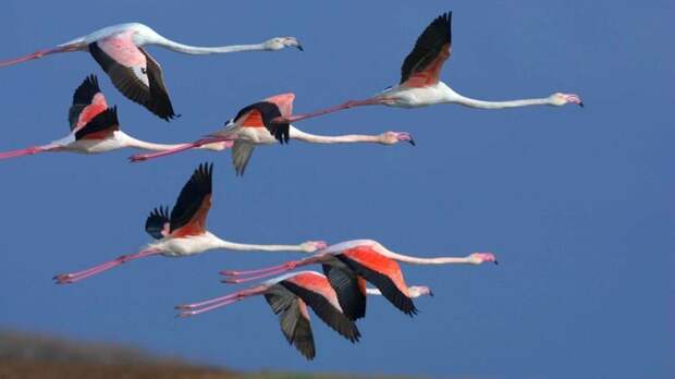 Фламинго великолепие, животные, интересное, красота, полет, птицы, факты
