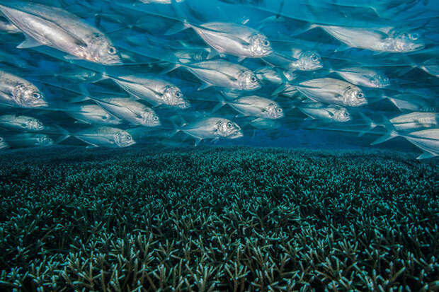 Кишащие рыбой коралловые поля на фотографии Эдвара Хэрреньо (Edwar Herreño) Underwater Photographer of the Year, животные, под водой, фото