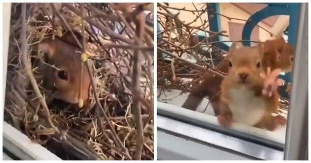 Белка построила себе убежище за окном жилого дома