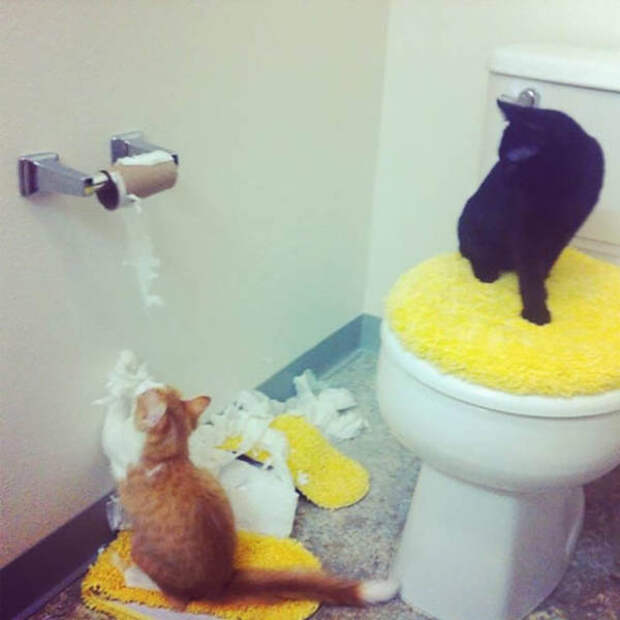 Домашние животные, которые были пойманы с поличным