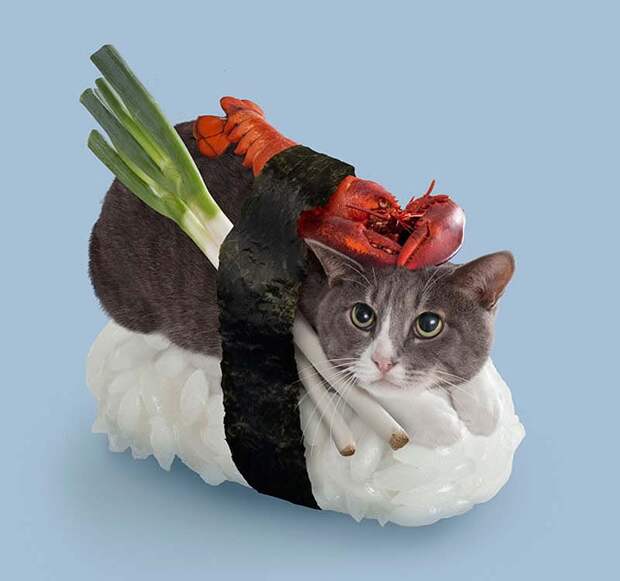 kotosushi 5 Котосуши