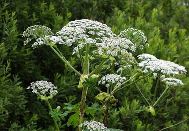 Сезон цветения: какие продукты ухудшат состояние людей с аллергией на пыльцу