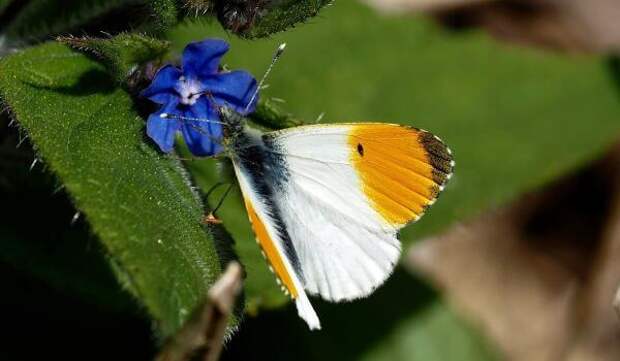 Фото: Бабочка желтушка зорька