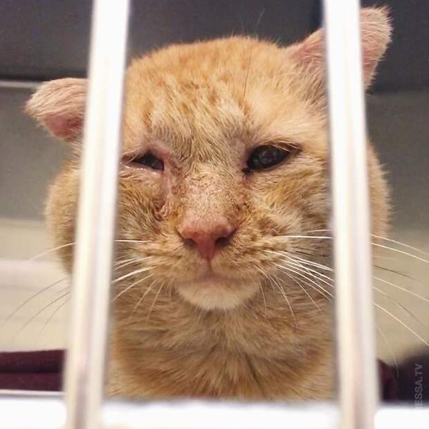 Спасение мистера Брюса Уиллиса - самого грустного кота