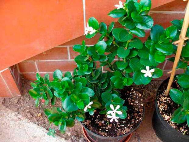 Комнатное растение Карисса (Carissa)