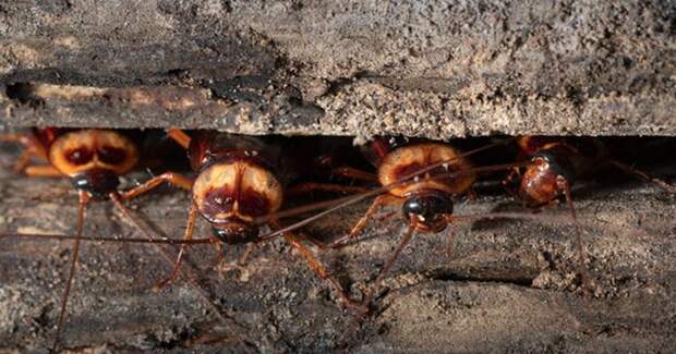 10 отвратительных фактов о тараканах