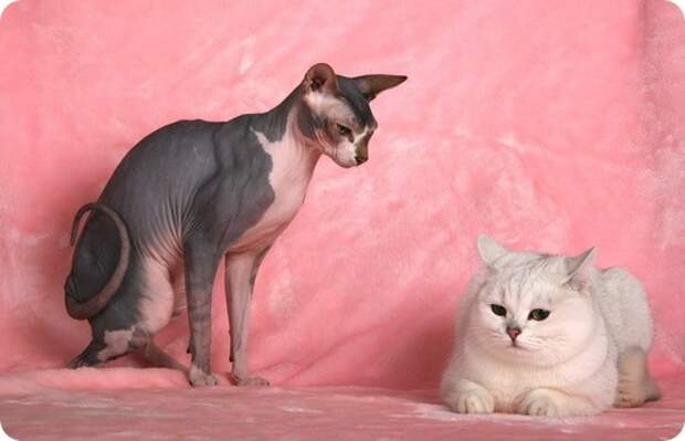 Канадский сфинкс