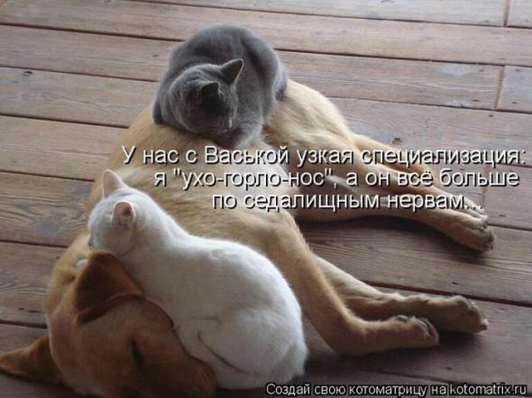 Котоматрицы(картинки с надписями)