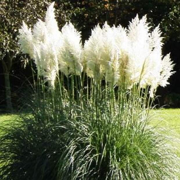 Пампасная трава – особенности посадки, ухода, зимовки