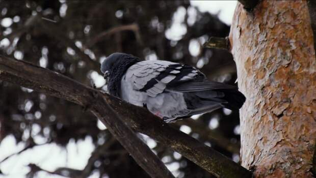 Весенняя погода приходит в Тульскую область на этой неделе