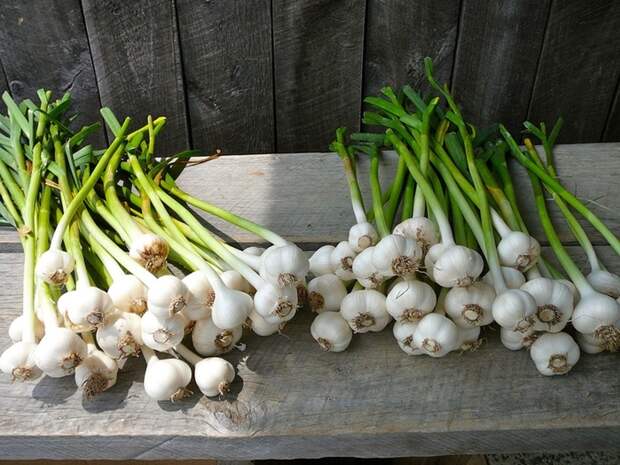 4920201_garlic_cc_flickr_f_delventhal_3718521590_9ee426c7dc_b (700x525, 177Kb)