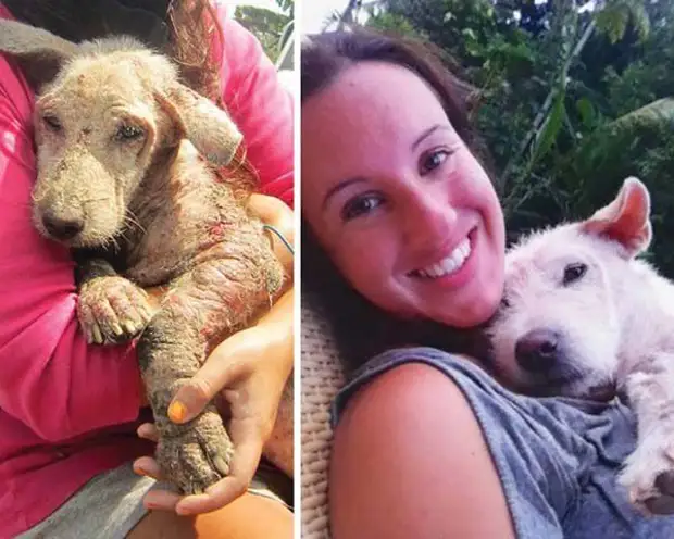 Спасение бездомного пса