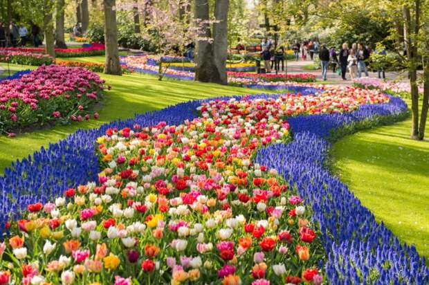 Парк с тюльпанами в Амстердаме