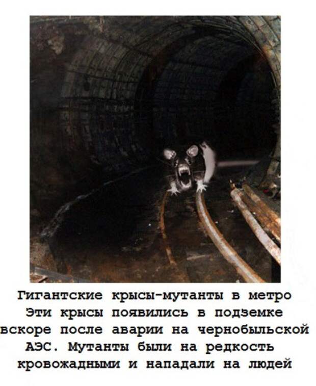 Крысы в метро московском фото