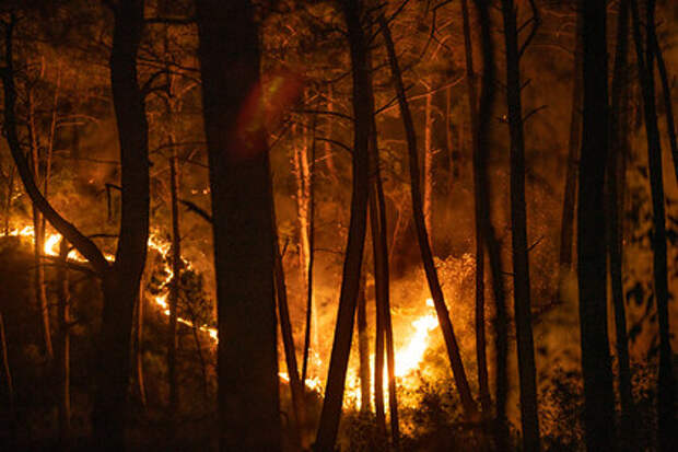 Власти Турции не исключают версию поджогов в расследовании лесных пожаров
