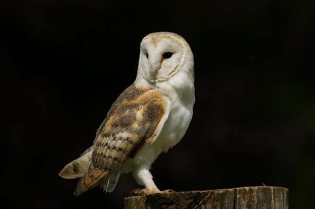 Обыкновенная сипуха: описание, ареал обитания, фото