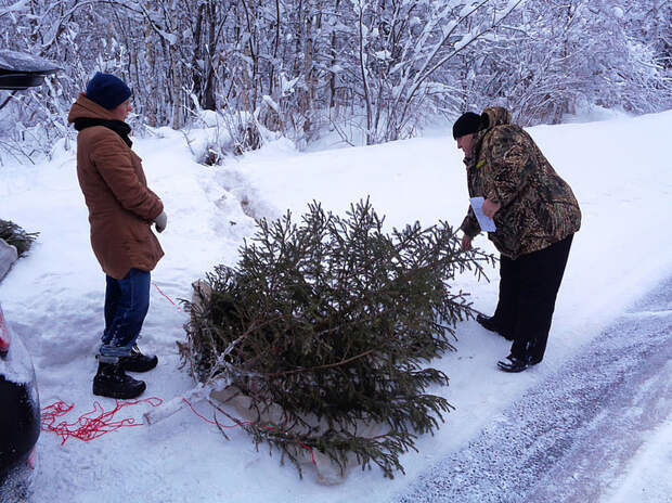 В Поморье усилили охрану леса от охотников за новогодними ёлками