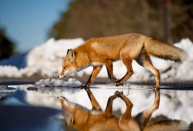 Winter Fox Photography