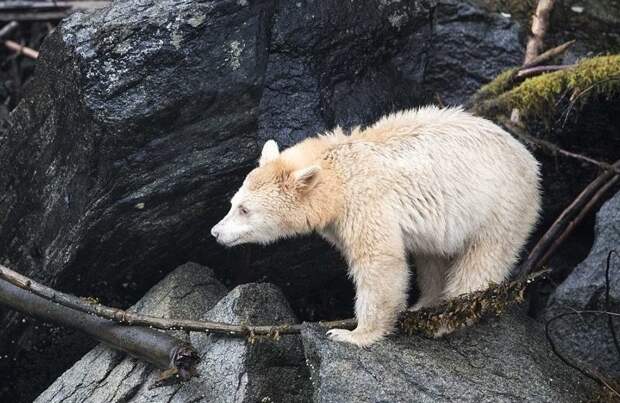 Редкое животное вышло на скалистый берег реки, чтобы поймать рыбу Британская Колумбия, животные, канада, кермодский медведь, природа, фото, фотограф