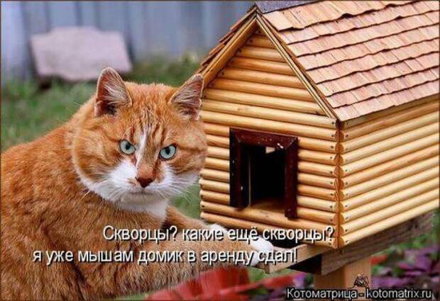 Котоматрицы(картинки с надписями)