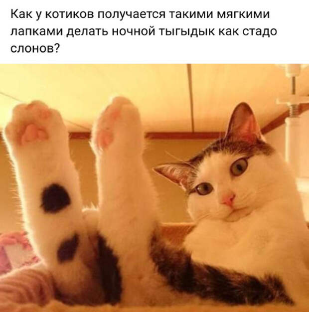 изображение: Как у котиков получается такими мягкими лапками делать ночной тыгыдык как стадо слонов? #Котоматрицы
