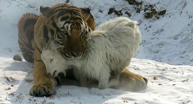 В крымском зоопарке амурский тигр Мурзик изнасиловал козла Иннокентия, а потом его съел