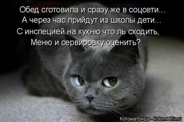 Лучшие котоматрицы недели (50 фото)