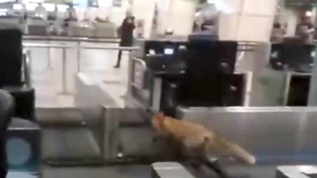 В аэропорт Домодедово забежала лисица