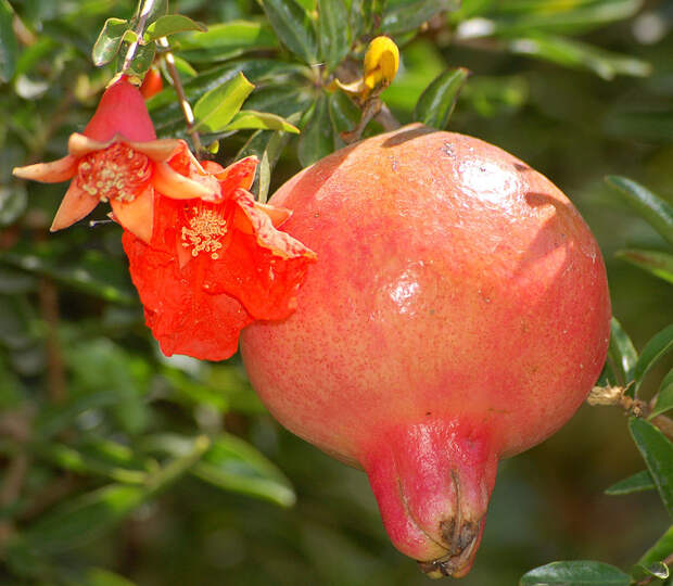Картинки по запросу pomegranate plant