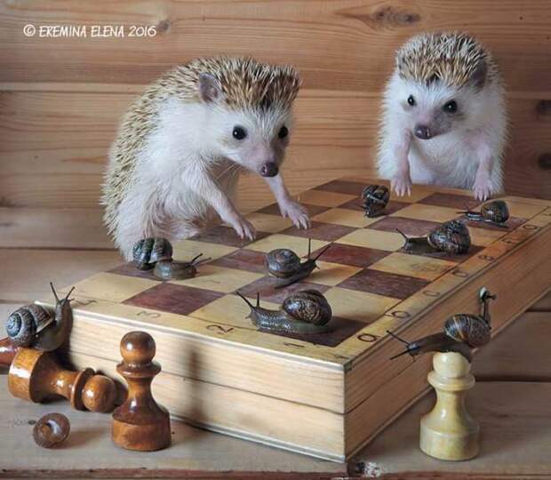 Тайная жизнь домашних ежиков Тайная жизнь домашних ежиков