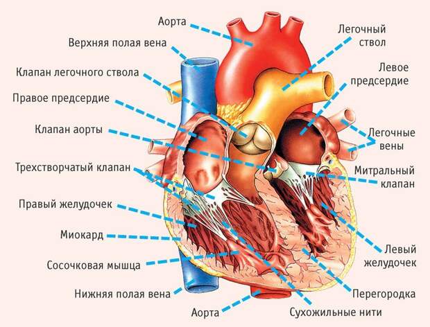 heart_anatomy-min (700x533, 119Kb)