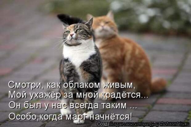 Свежая и прикольная котоматрица (32 фото)