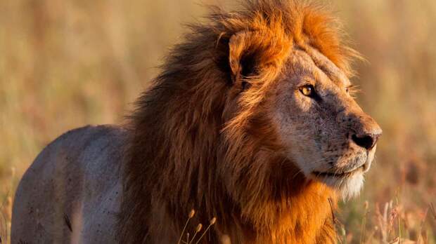 Почему лев царь зверей, а не тигр?