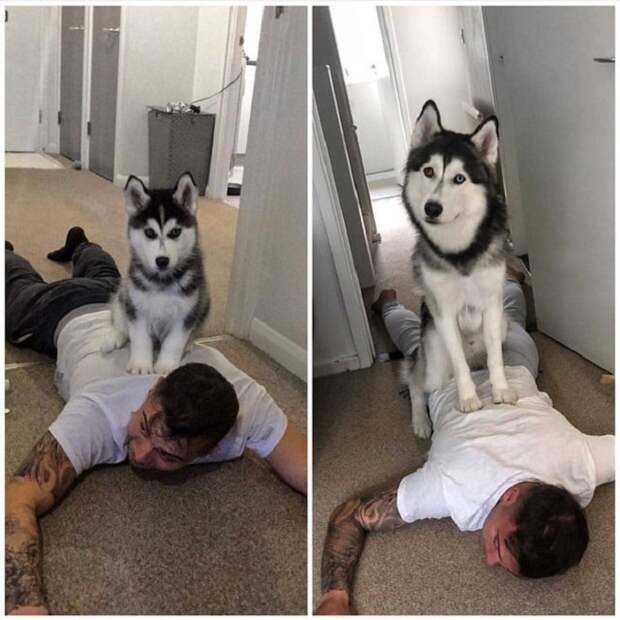 Пес на хозяине