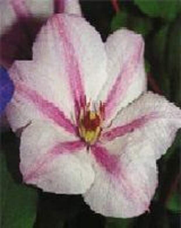 Клематис Иоанн Павел II-Clematis 'Jan Pawe II'(JOHN PAUL II)