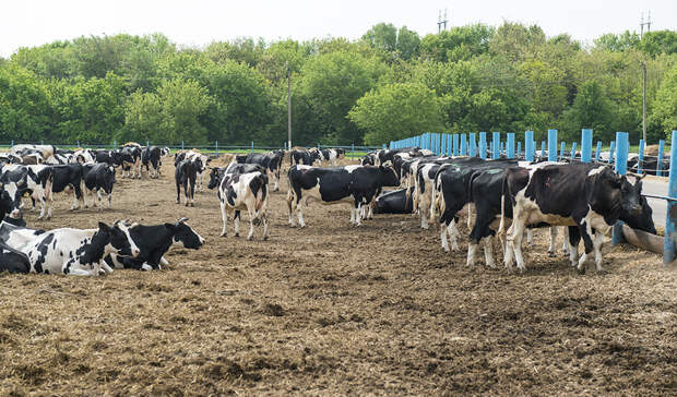 Ставрополец получил 2 млн рублей на вымышленную ферму