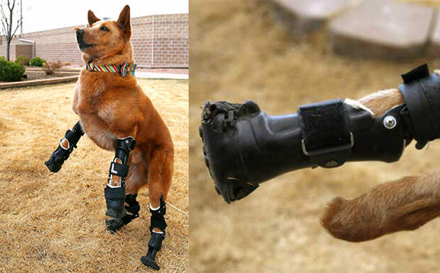 собака на бионических ногах