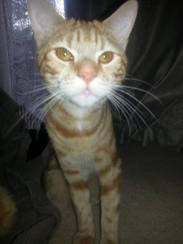 В качестве благодарности, кот стал приносить своим хозяевам необычные вещи кот приносить хозяевам вещи, кот приносил хозяевам игрушки, кот воровал игрушки