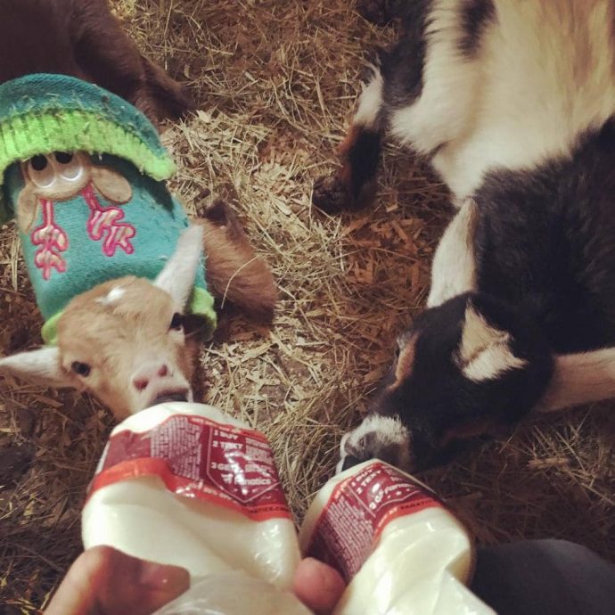 bentleysbarnyard_26068638_350294022047584_1046714084432543744_n