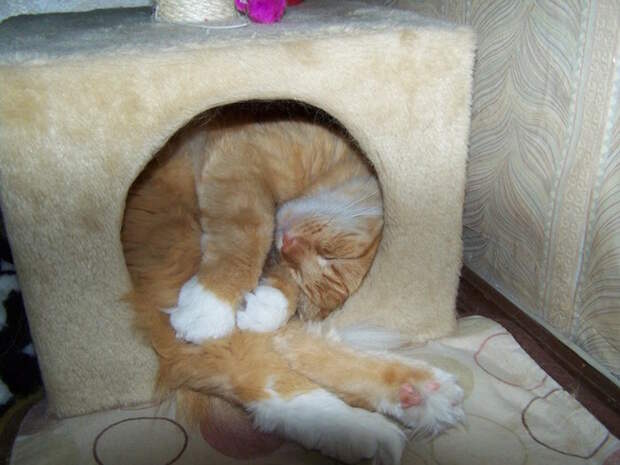 Искусство сна коты, юмор, японцы