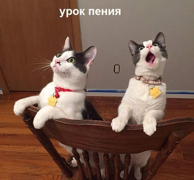 Котопост животные, коты, прикол, юмор
